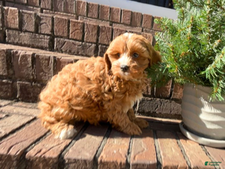 Cavapoo dogs Gigi - Ad 9
