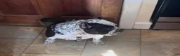 American Bully dogs for sale: American Bully 3 - Ad 18