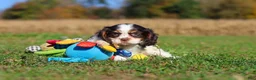 Cavalier King Charles Spaniel dogs for sale: Chloe - Ad 4