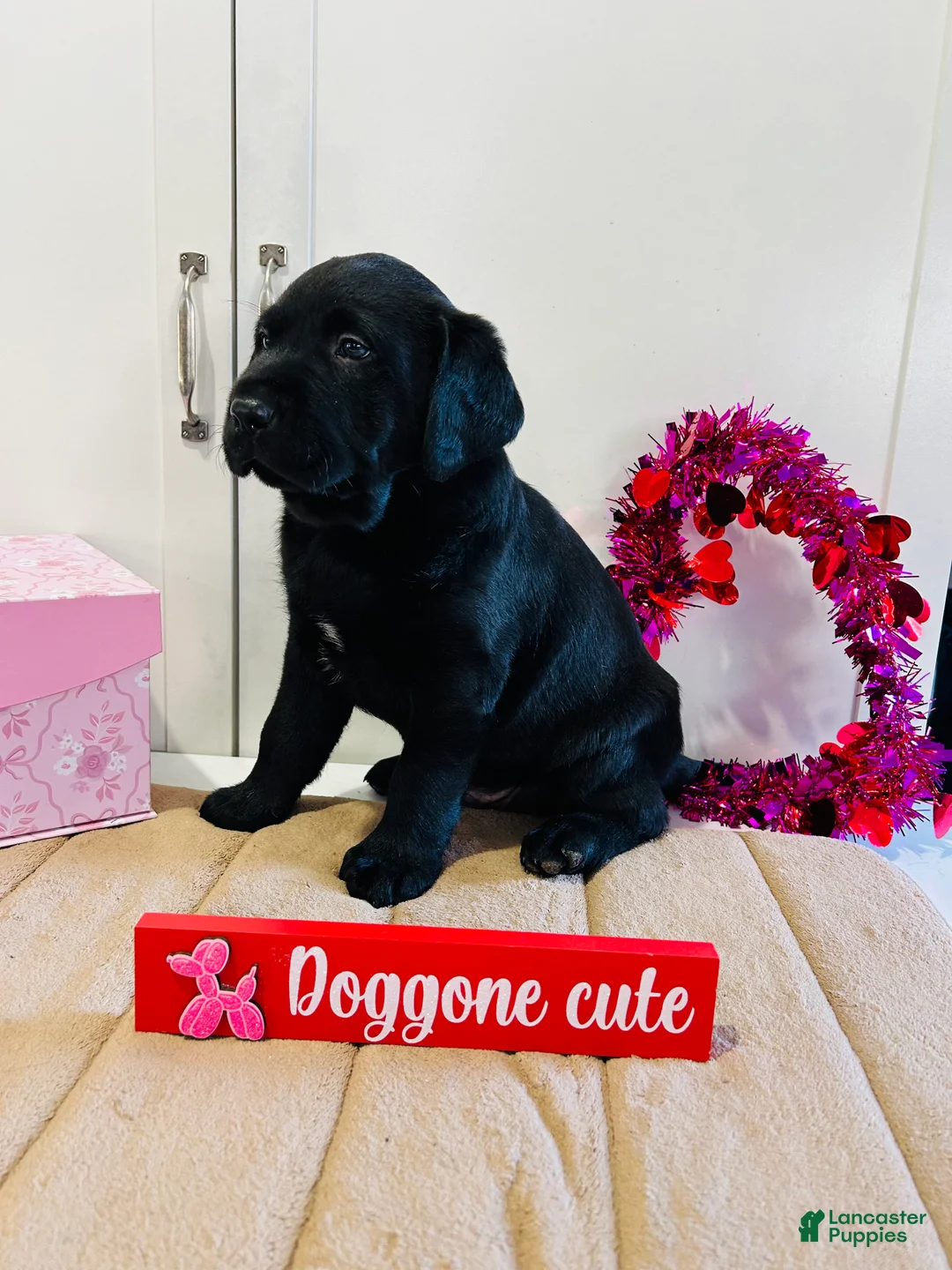 Labrador Retriever dogs for sale: Badger - Ad 3
