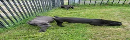 Cane Corso dogs for sale: Cane Corso 4 - Ad 7