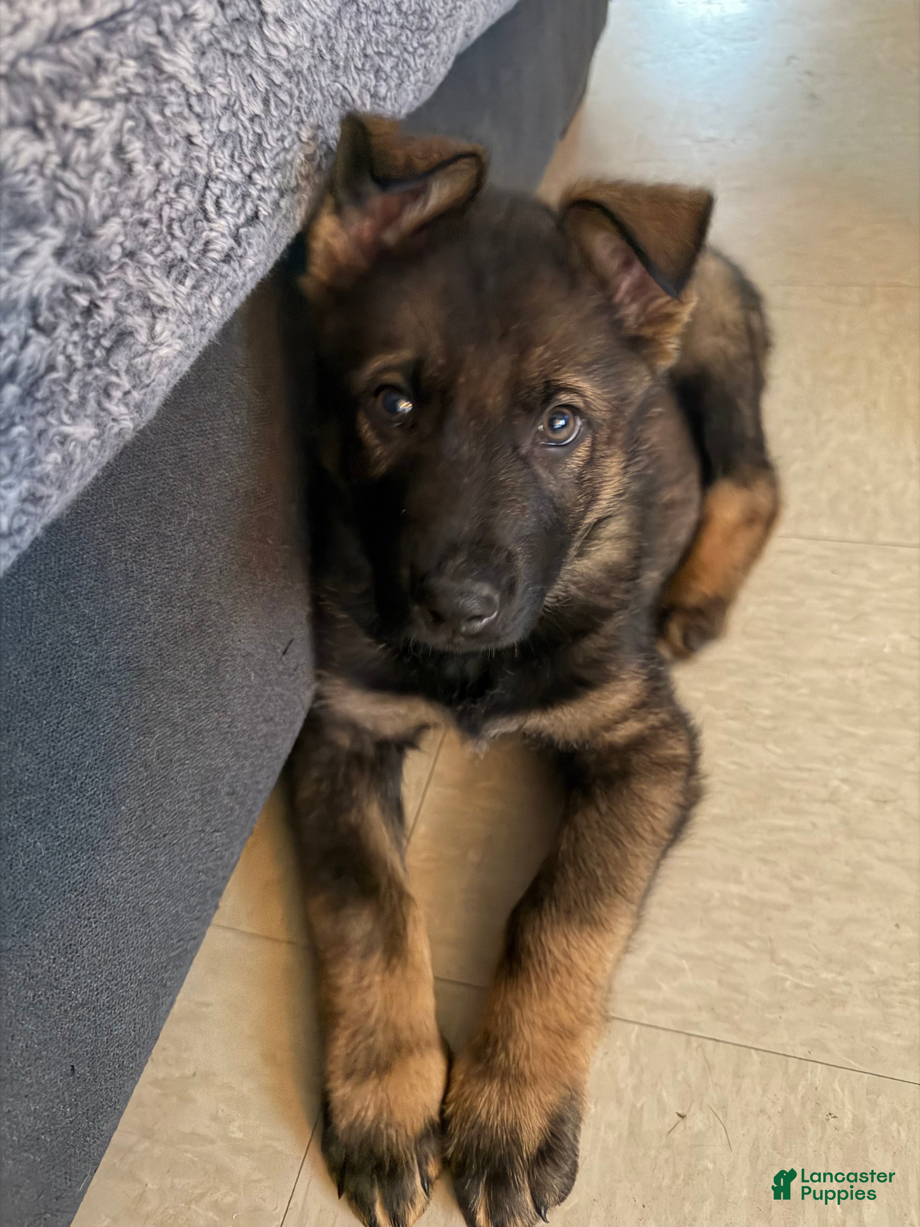 German Shepherd dogs for sale: German Shepherd Puppy 1 - Ad 1