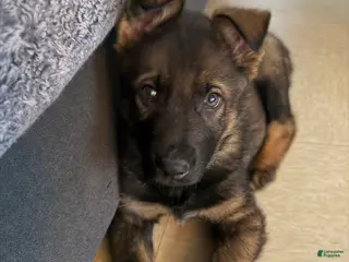 German Shepherd dogs German Shepherd Puppy 1 - Ad 42