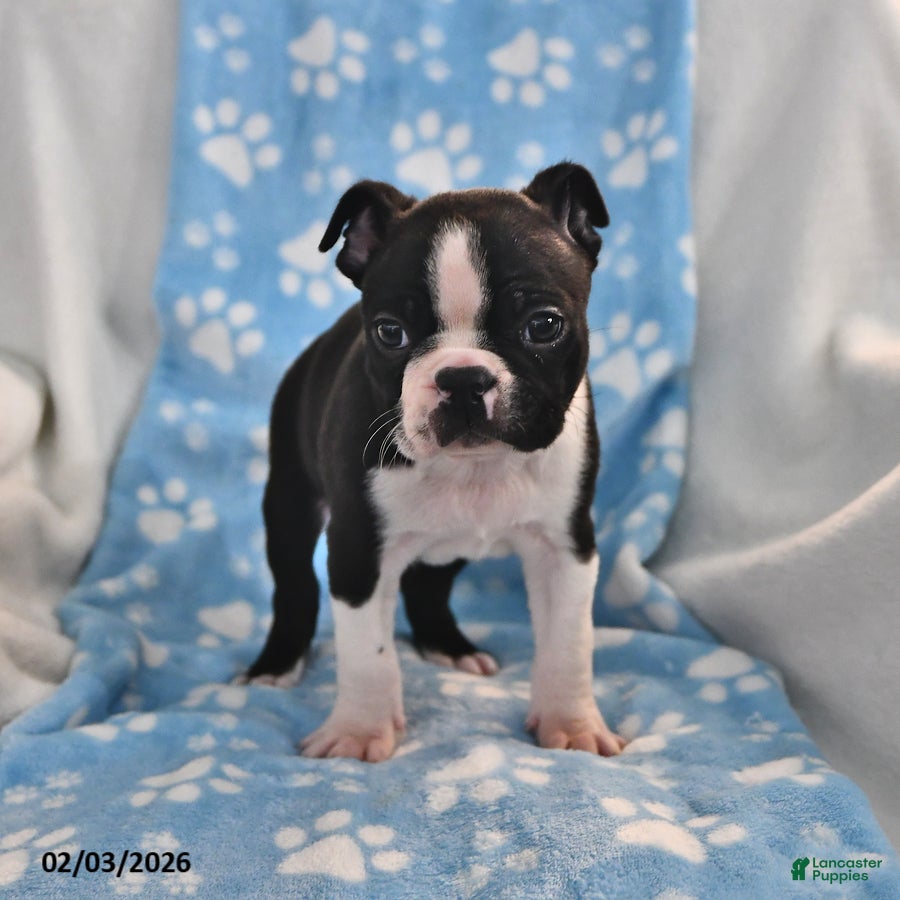 Boston Terrier dogs Josie - Ad 2