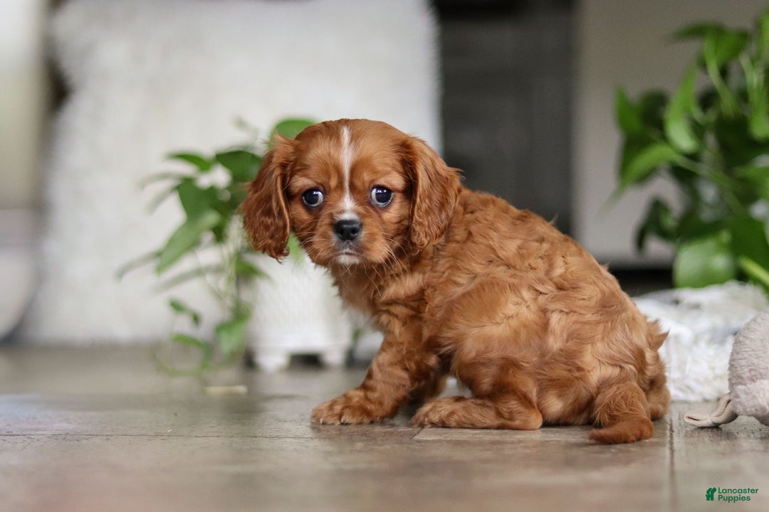Cavalier King Charles Spaniel dogs for sale: Riley - Ad 2
