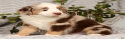 Miniature Australian Shepherd dogs for sale: Jake - Ad 4