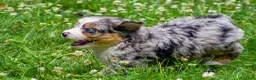 Mini Aussiedoodle dogs for sale: Gabby - Ad 11