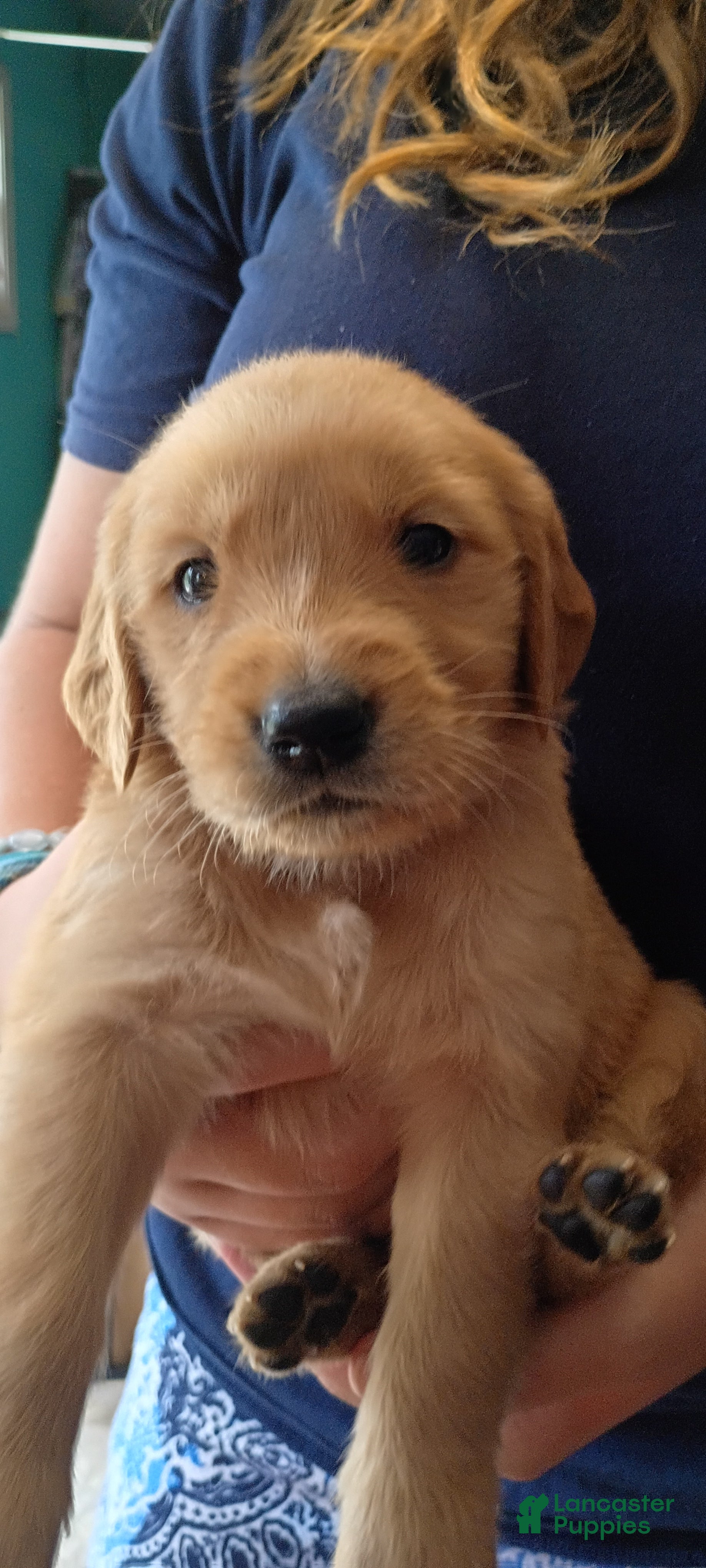 Golden Retriever dogs Golden Retriever Female 1 - Ad 1
