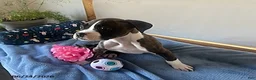 Boxer dogs for sale: Samantha - Ad 3