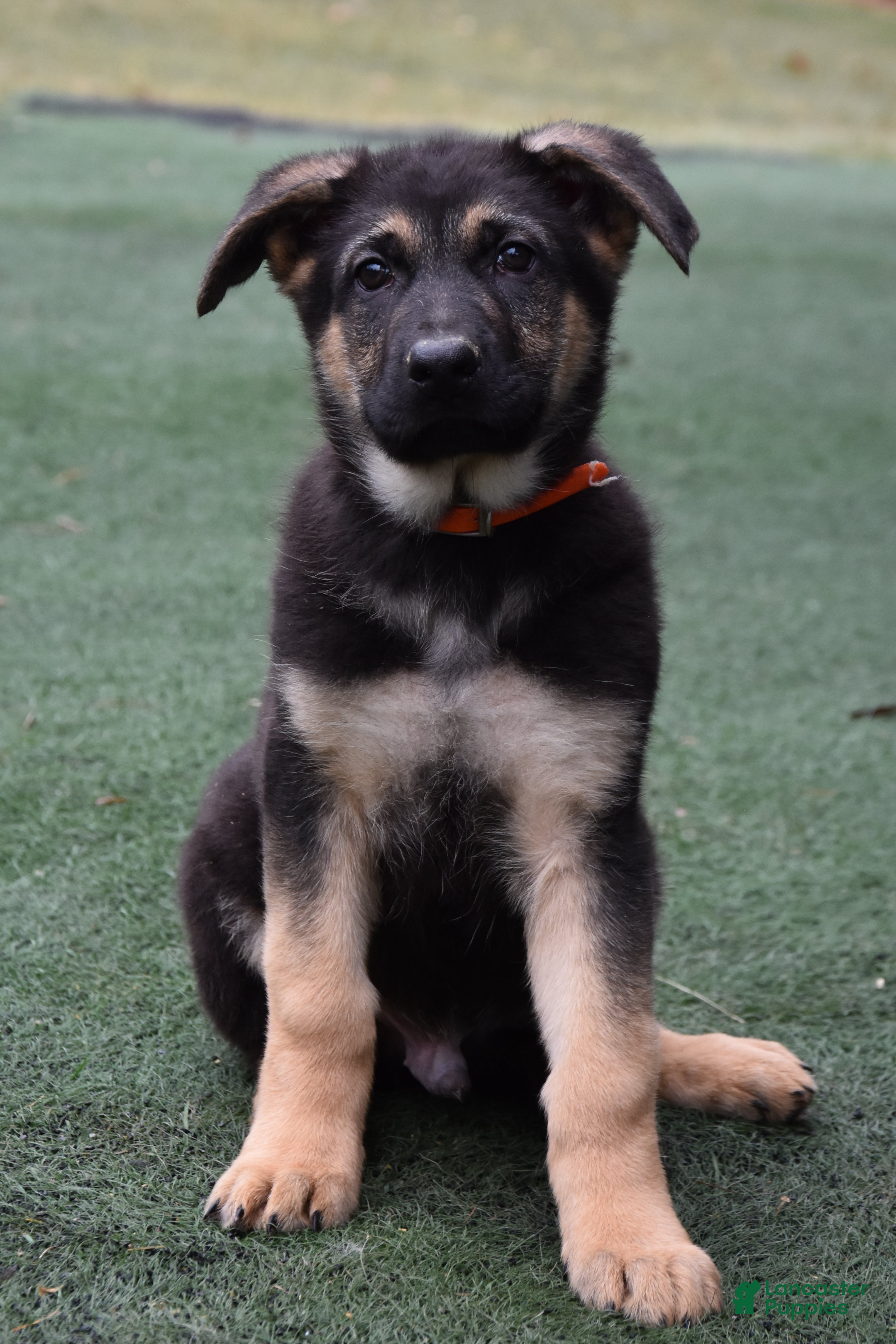 German Shepherd dogs Logan - Ad 10