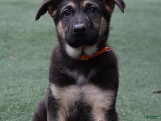 German Shepherd dogs Logan - Ad 10