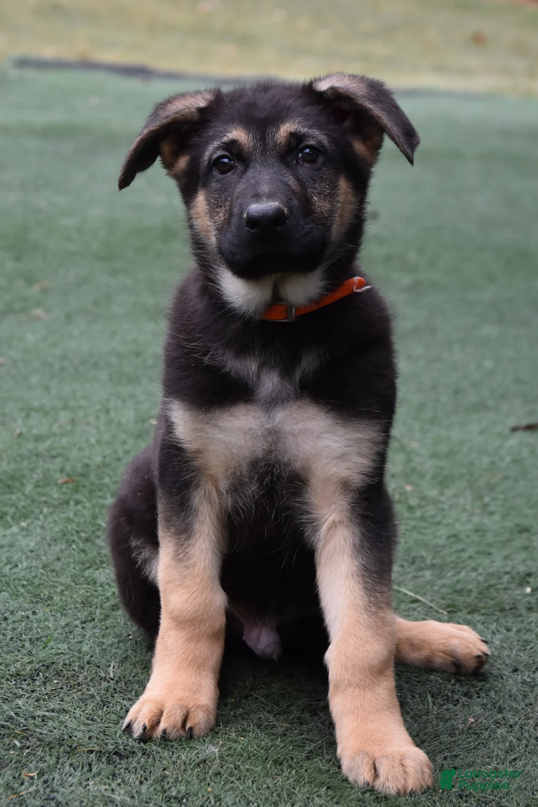 German Shepherd dogs for sale: Logan - Ad 1