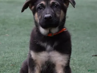 German Shepherd dogs Logan - Ad 27