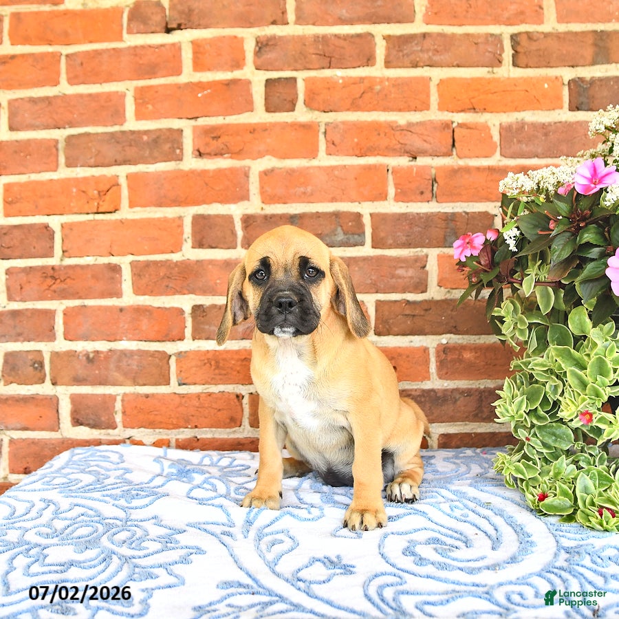 Puggle dogs Rosia - Ad 2