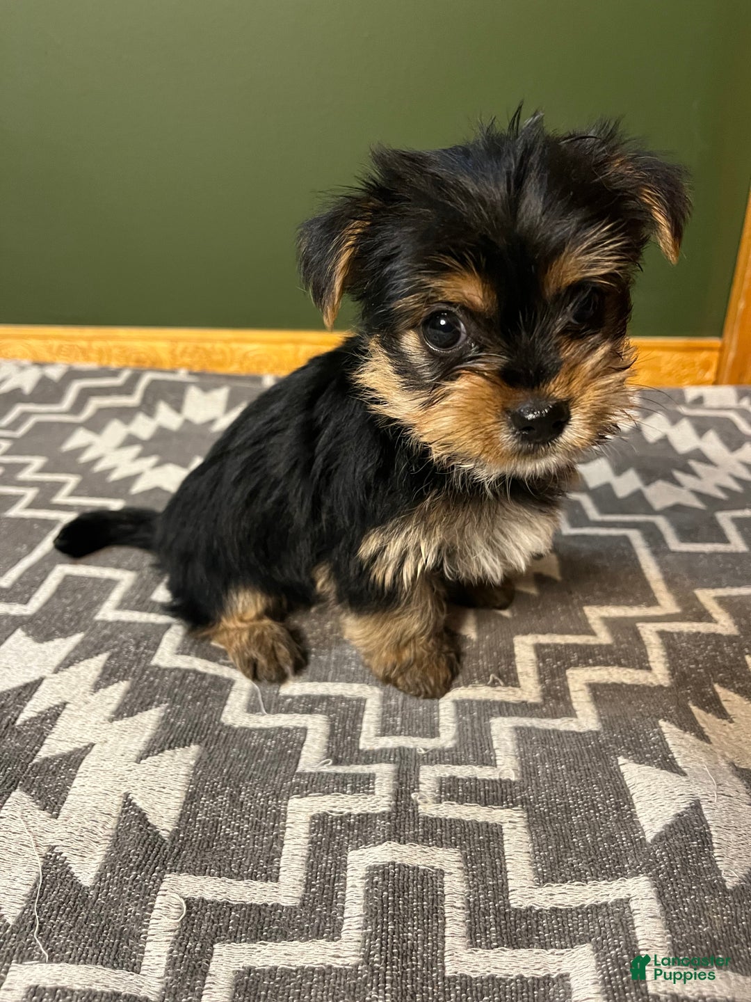 Yorkshire Terrier dogs for sale: Puff - Ad 4