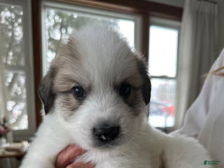 Great Pyrenees dogs Lime Green - Ad 10