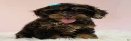 Cockapoo dogs for sale: Magdalena 🍓 - Ad 9