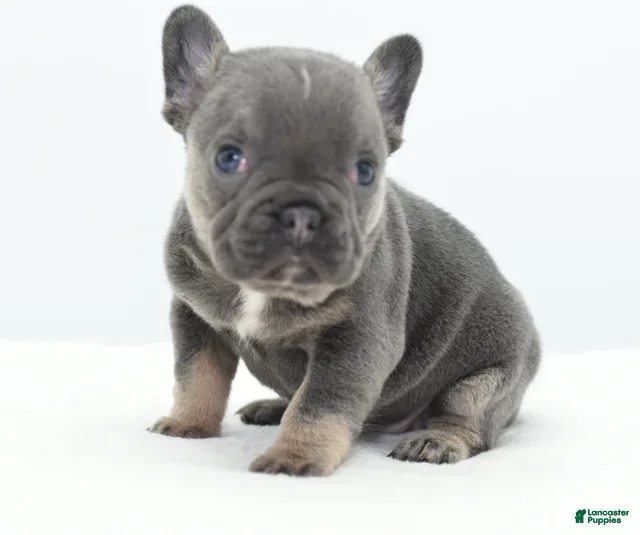 Mixed Breed dogs Penny blue eyes  - Ad 31