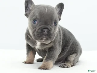 Mixed Breed dogs Penny blue eyes - Ad 9