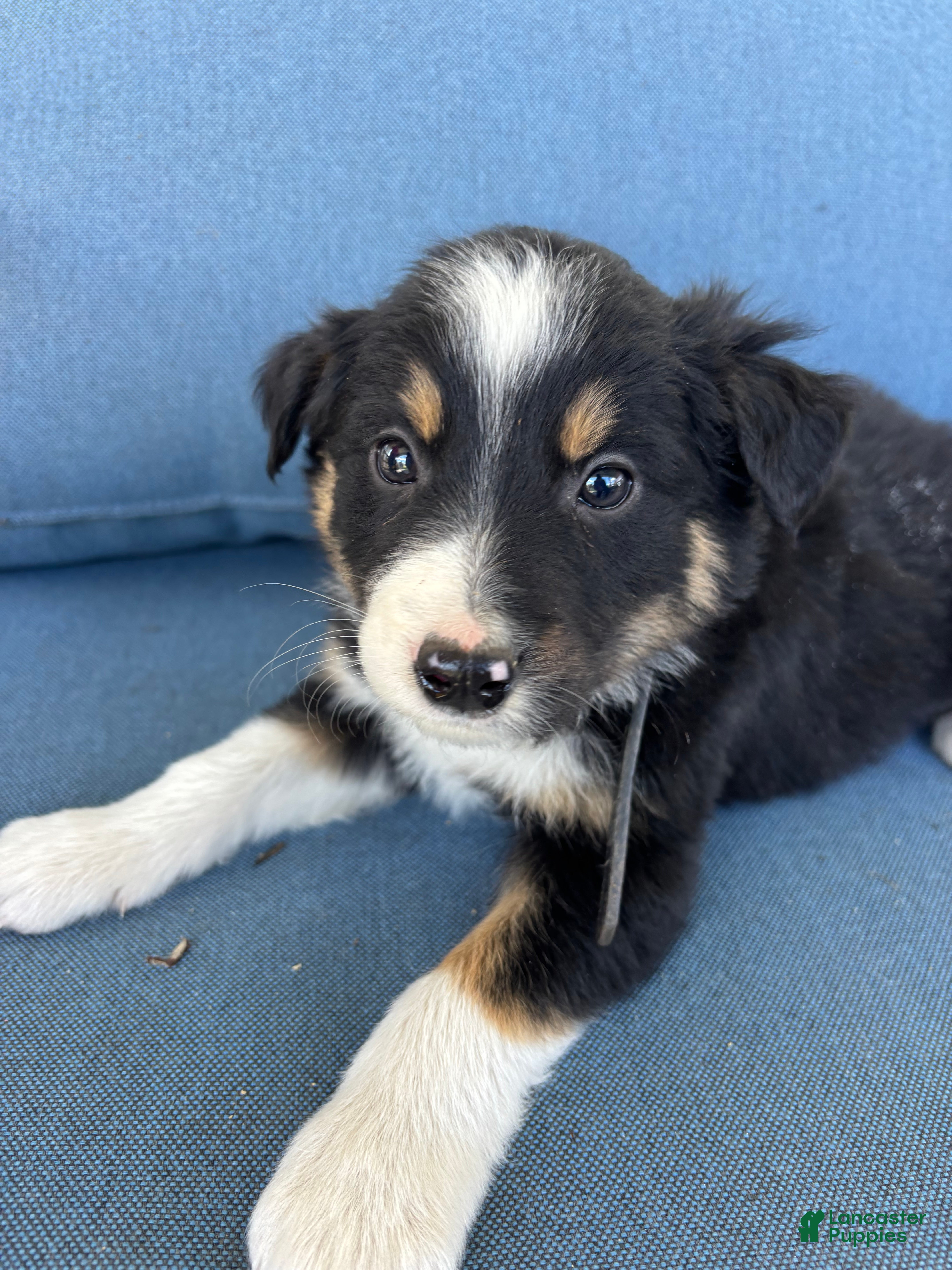 Mixed Breed dogs Dusty - Ad 2