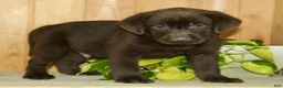 Labrador Retriever dogs for sale: Teddy - Ad 5