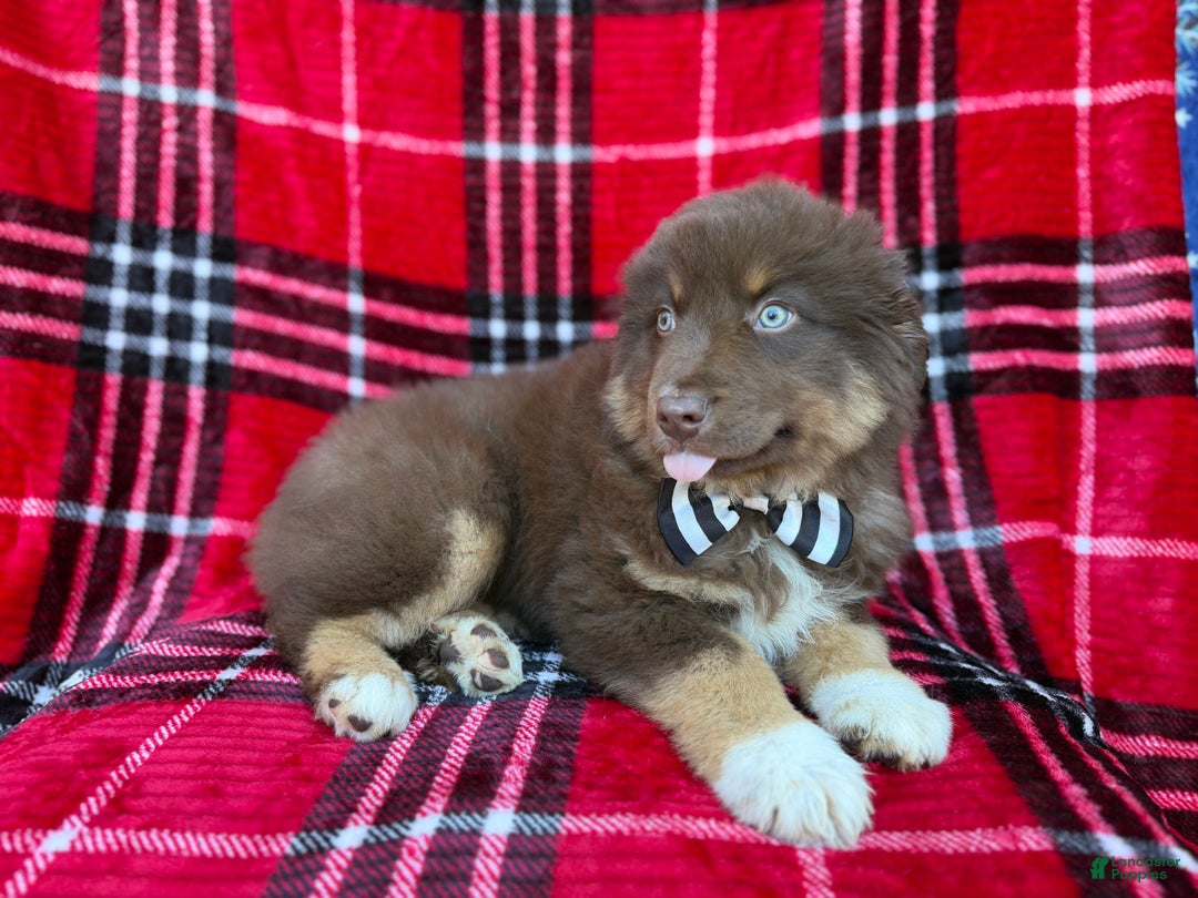 Miniature Australian Shepherd dogs for sale: Yoda - Ad 5