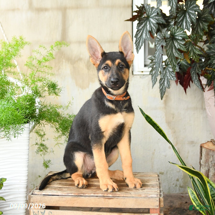 German Shepherd dogs Noelle - Ad 1