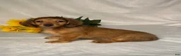 Miniature Dachshund dogs for sale: Hudson - Ad 3