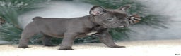 French Bulldog dogs for sale: Cora - Ad 7