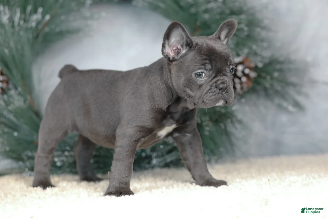 French Bulldog dogs for sale: Cora - Ad 7