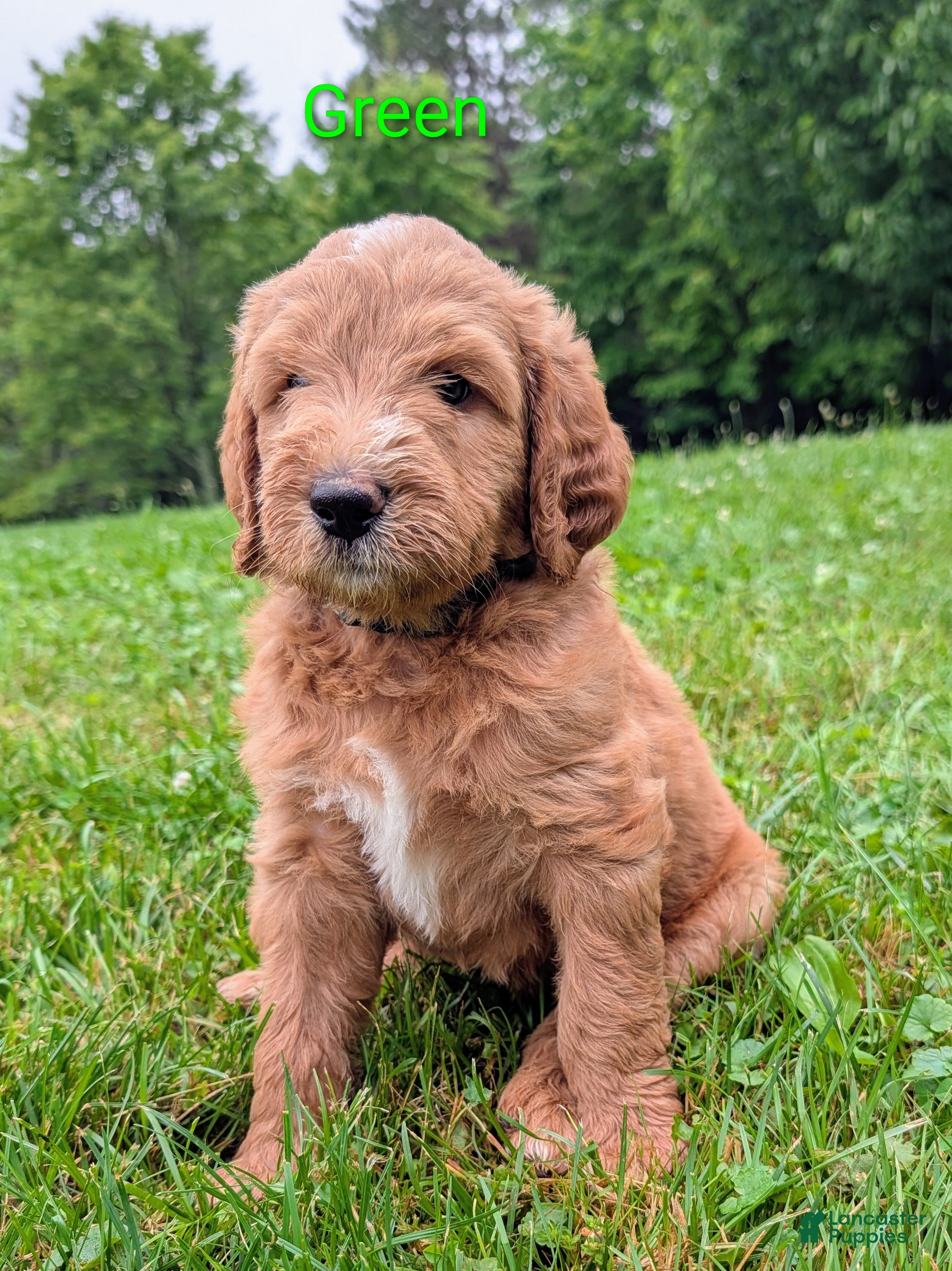 Aussiedoodle dogs Aussiedoodle 2 - Ad 1