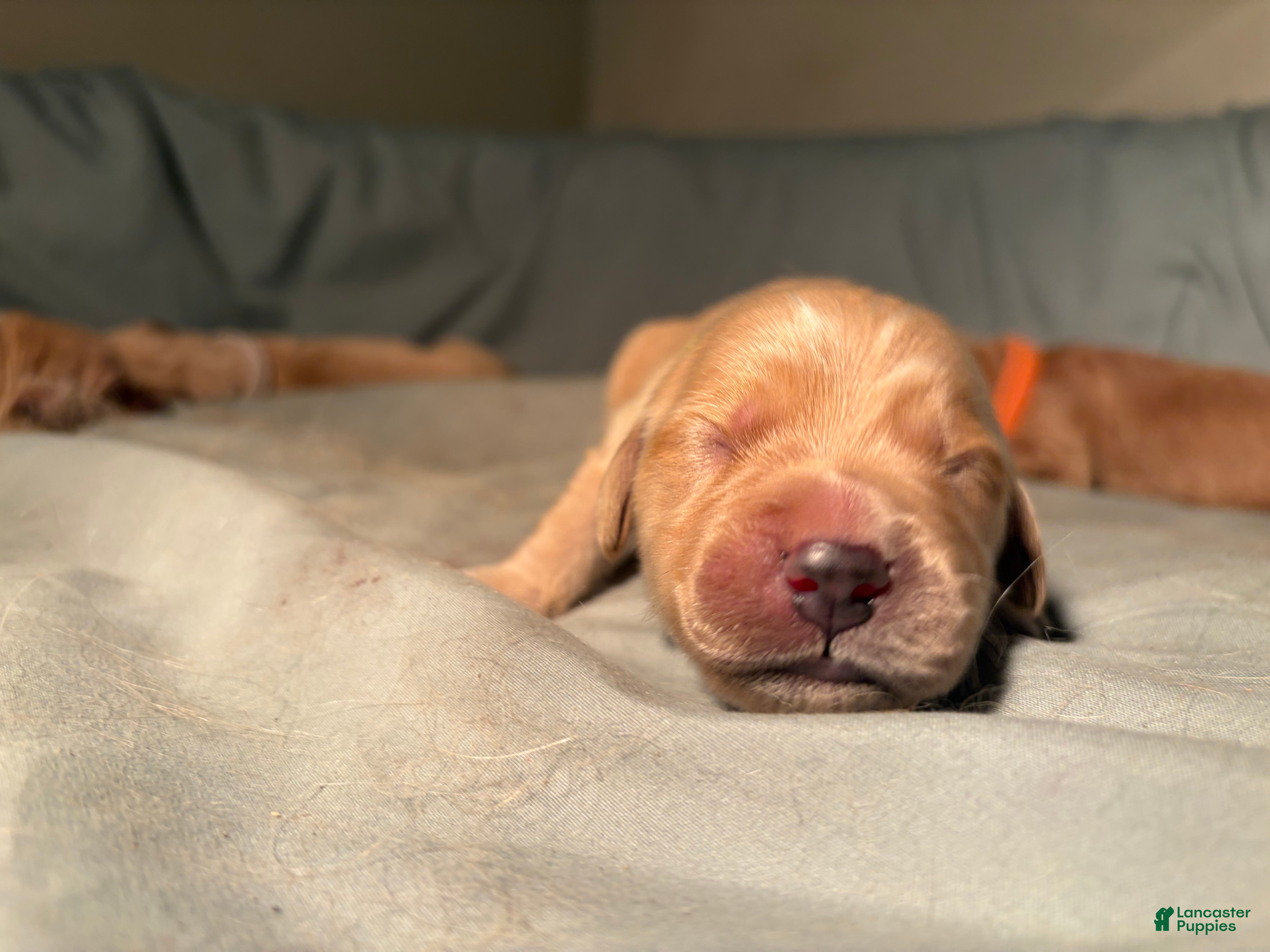 Golden Retriever dogs Bowie - Ad 1