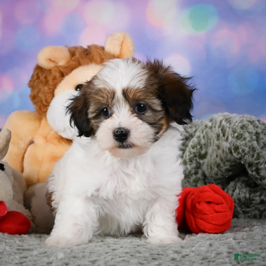 Maltipoo dogs for sale: Ruby - Ad 2