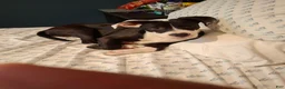Mixed Breed dogs for sale: Smoke - Ad 1