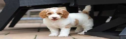 Standard Poodle dogs for sale: Blossom - Ad 15