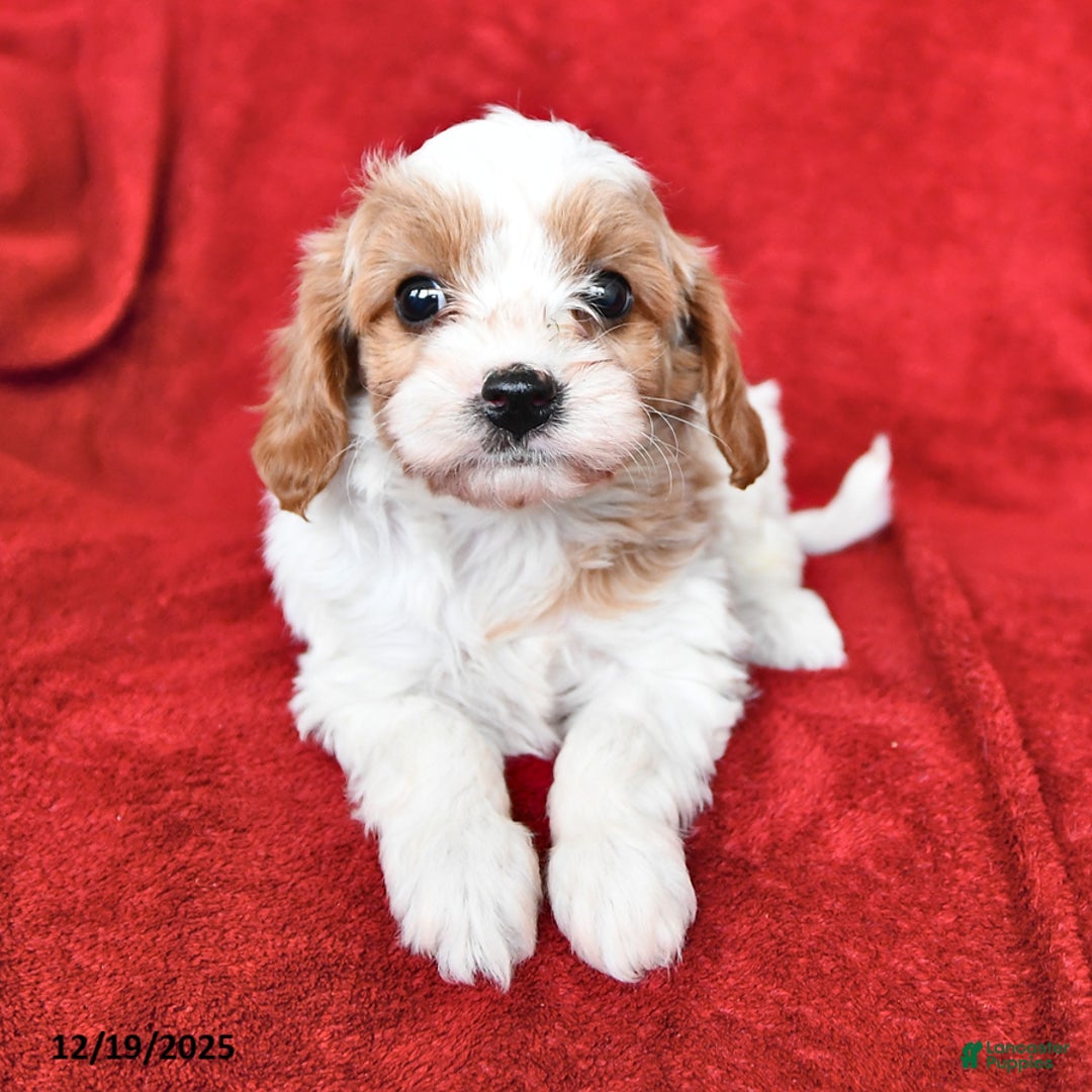 Cavapoo dogs for sale: Alex - Ad 3