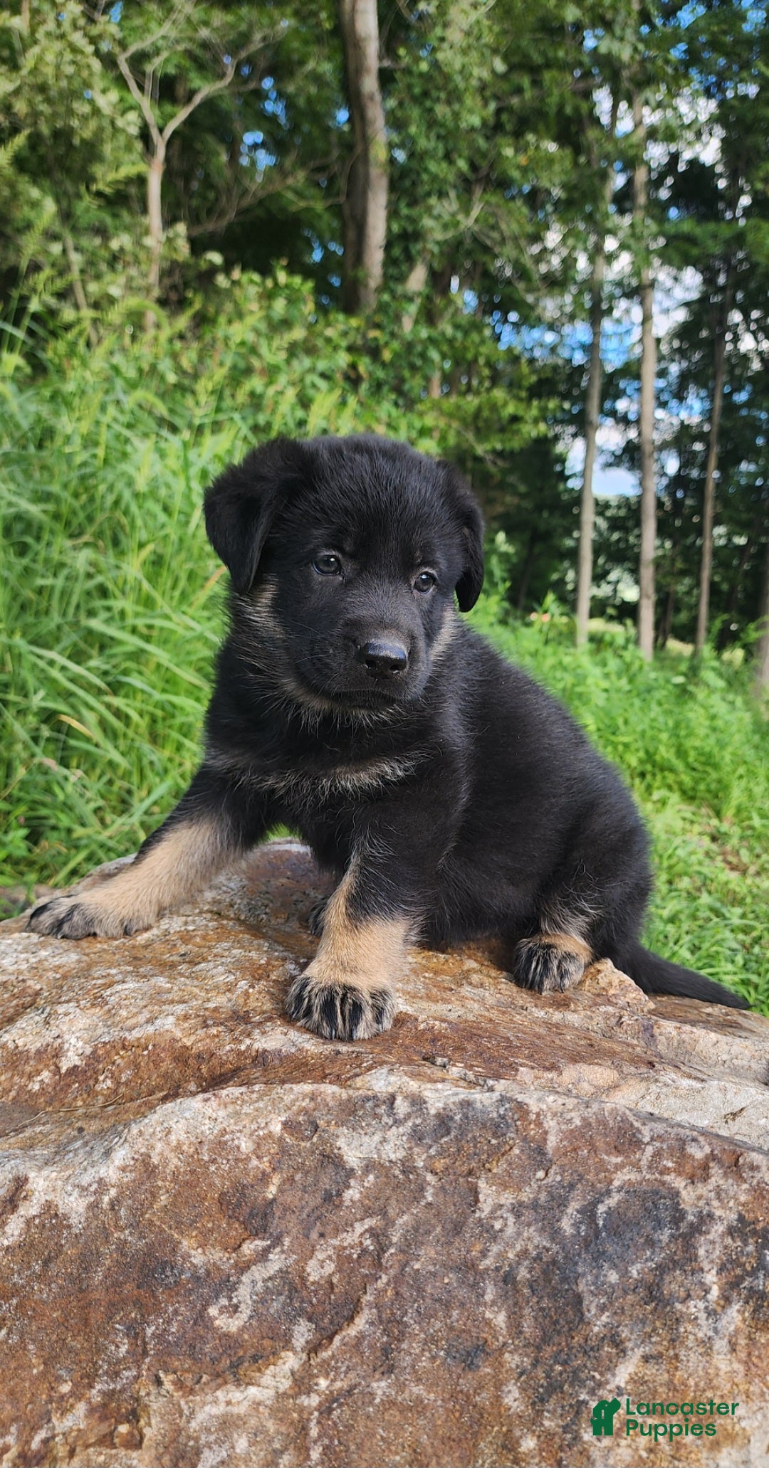 German Shepherd dogs  Tar - Ad 1