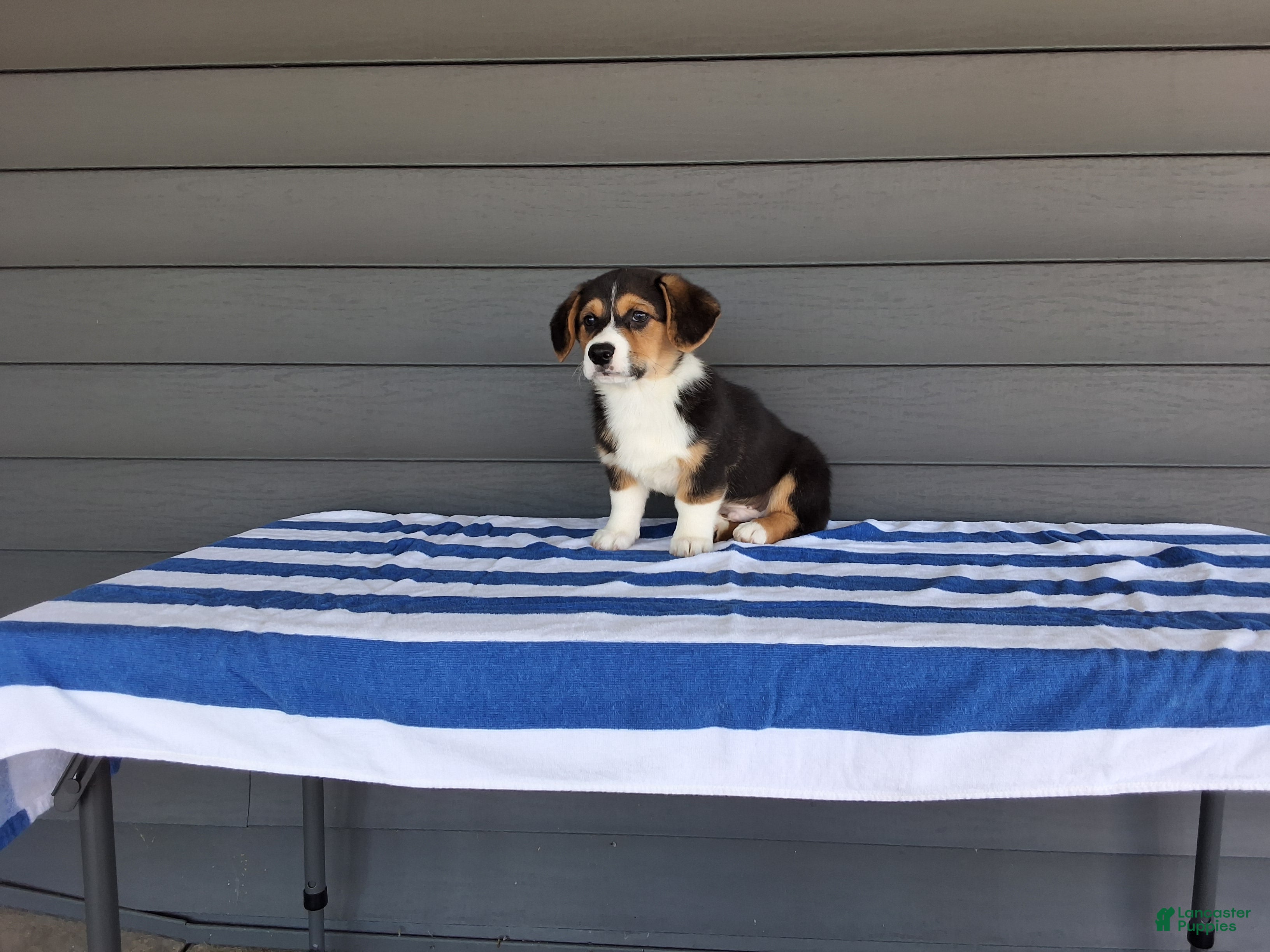 Welsh Corgi Pembroke dogs Sammy - Ad 2