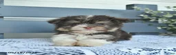 Havanese dogs for sale: Daisy  - Ad 4