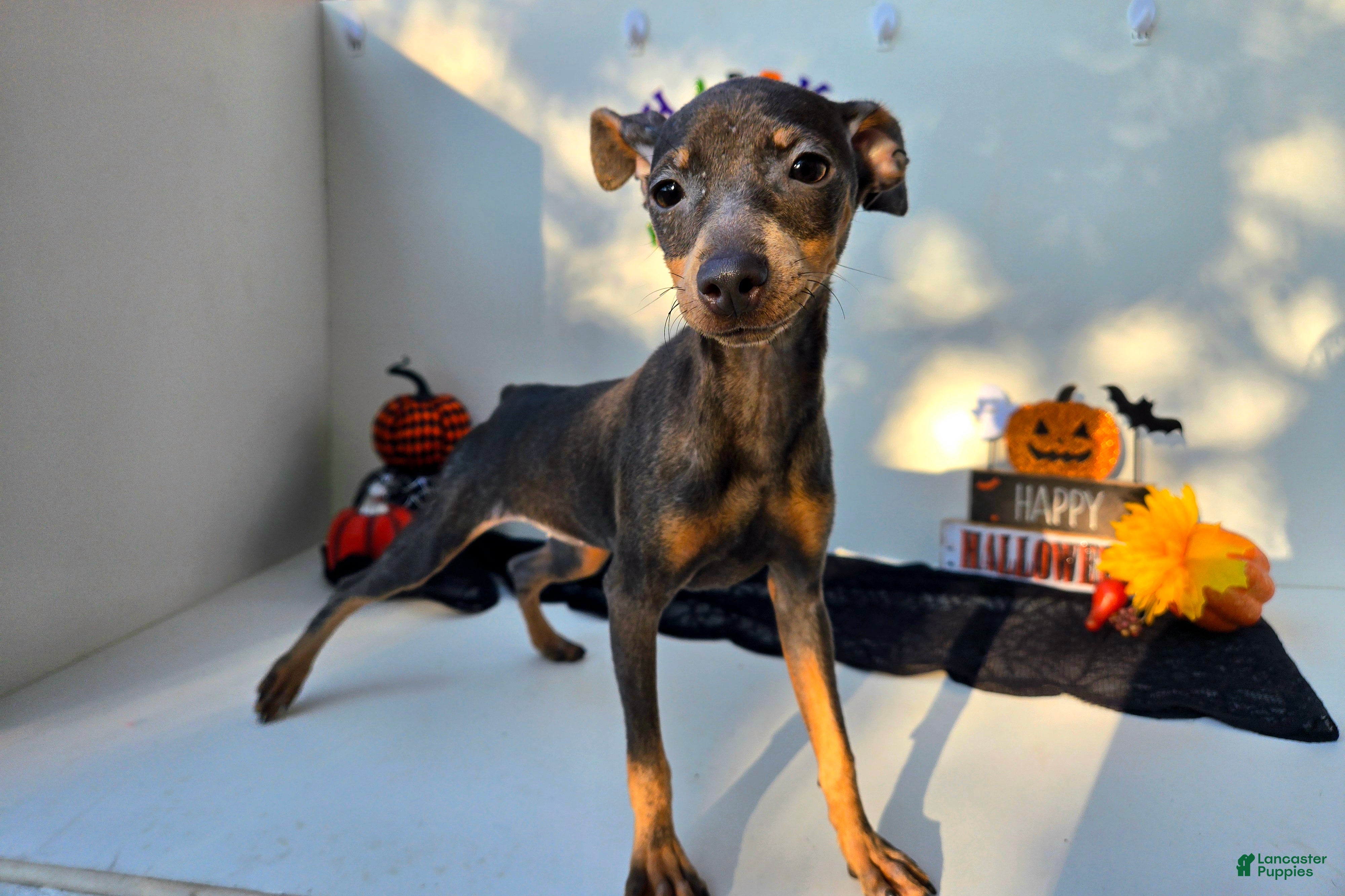 Miniature Pinscher dogs Lyra - Ad 25