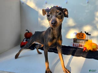 Miniature Pinscher dogs Lyra - Ad 27