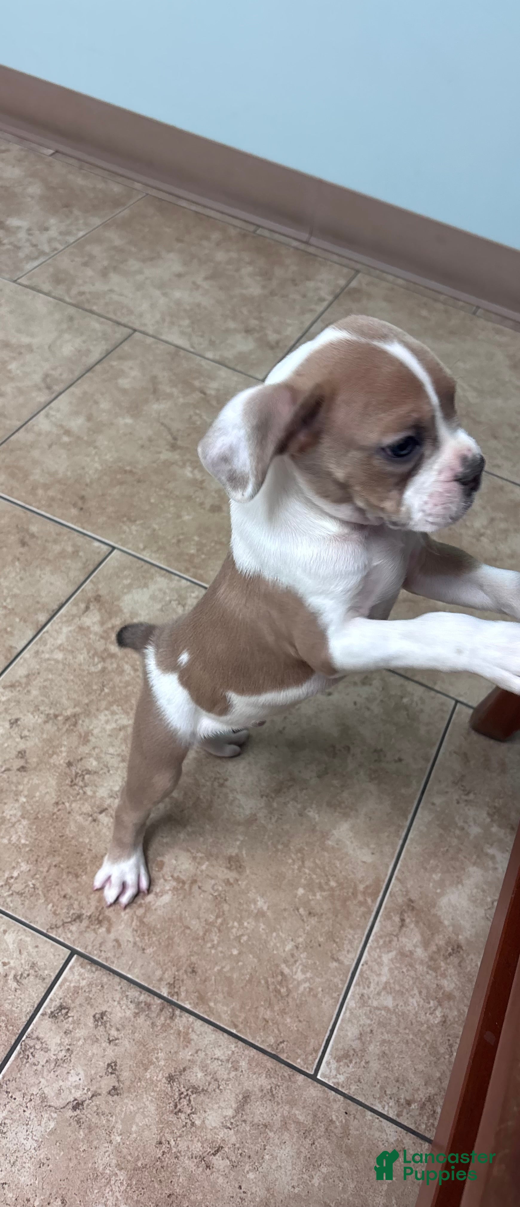 Olde English Bulldogge dogs Puppy 1 - Ad 25
