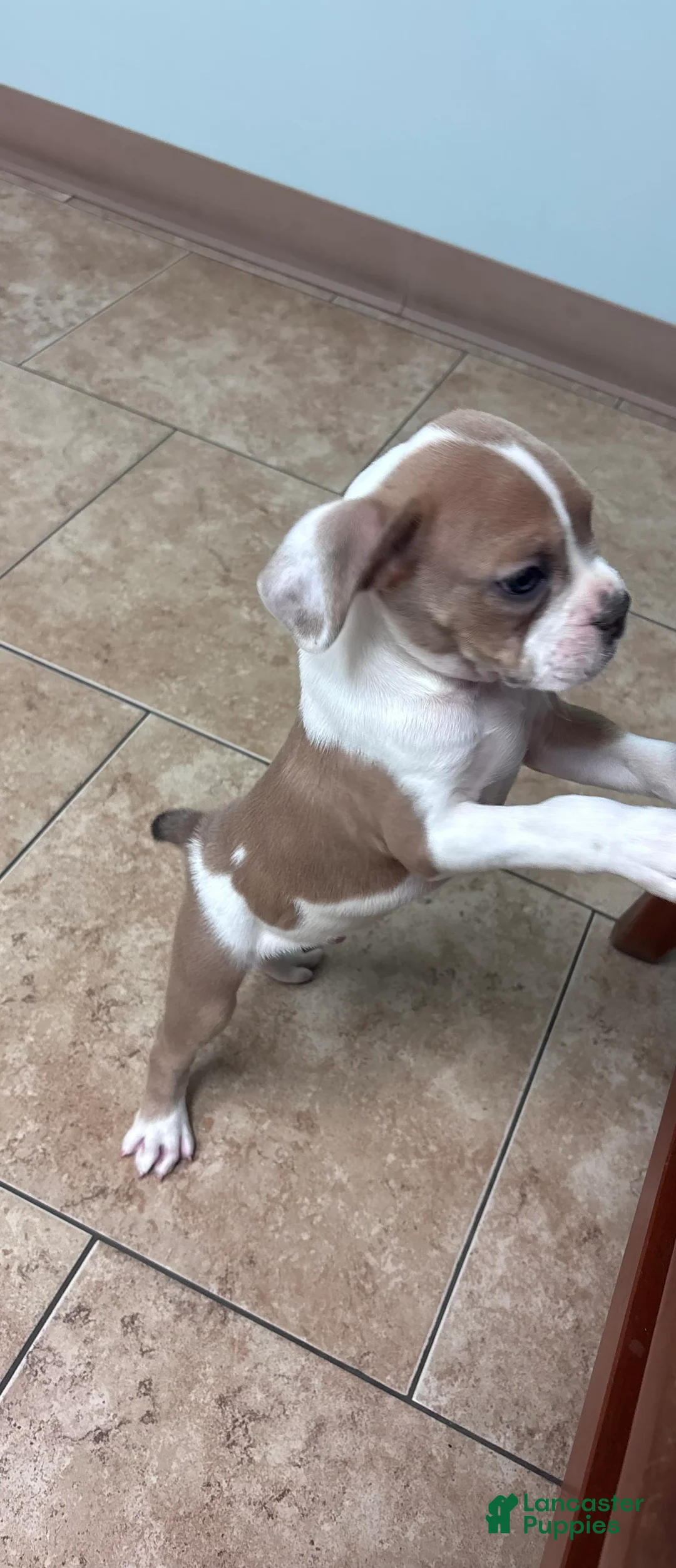 Olde English Bulldogge dogs for sale: Puppy 1 - Ad 1