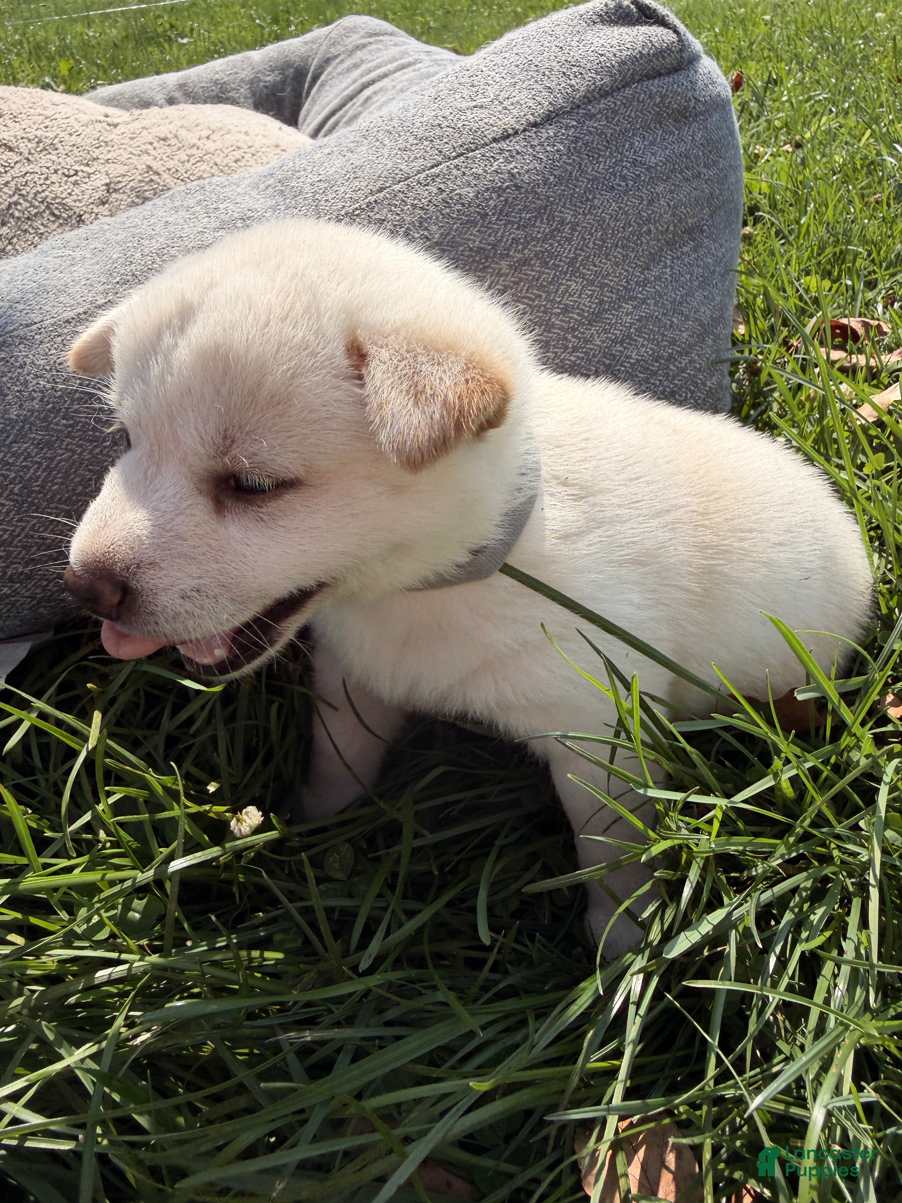 Shiba Inu dogs Luna - Ad 1