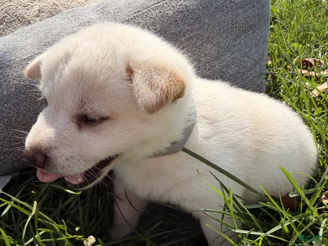 Shiba Inu dogs for sale: Luna - Ad 1