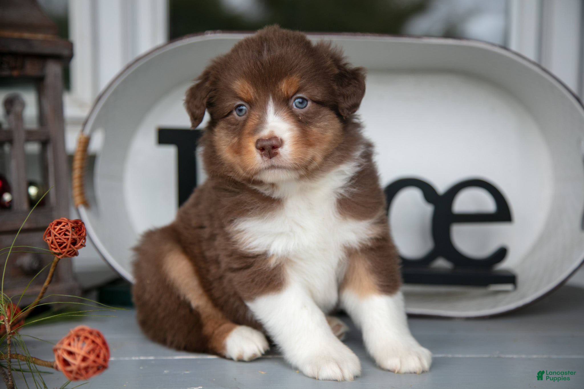 Australian Shepherd dogs Marty - Ad 8