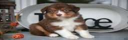 Australian Shepherd dogs for sale: Marty - Ad 1