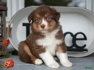 Australian Shepherd dogs Marty - Ad 24