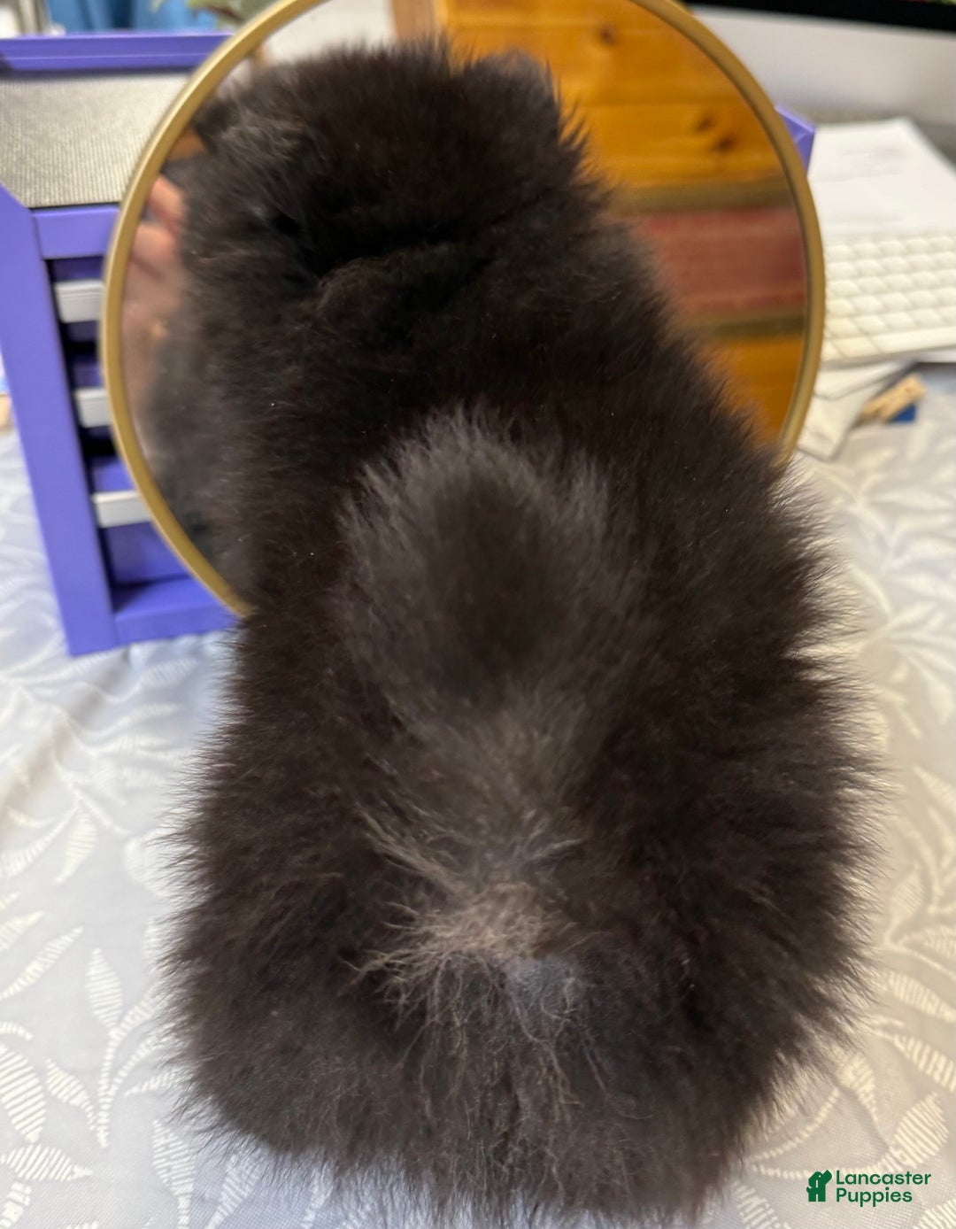 Pomeranian dogs for sale: CHACHI Pomeranian  - Ad 12