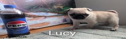 Pug dogs for sale: Little Lucy - Ad 2